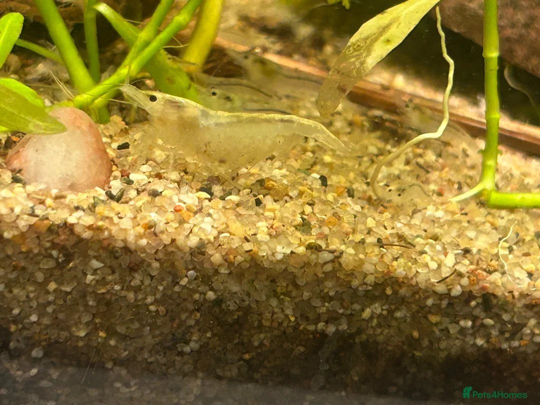 Shrimps fish for sale: Snowball/ white pearl shrimp  - Advert 2