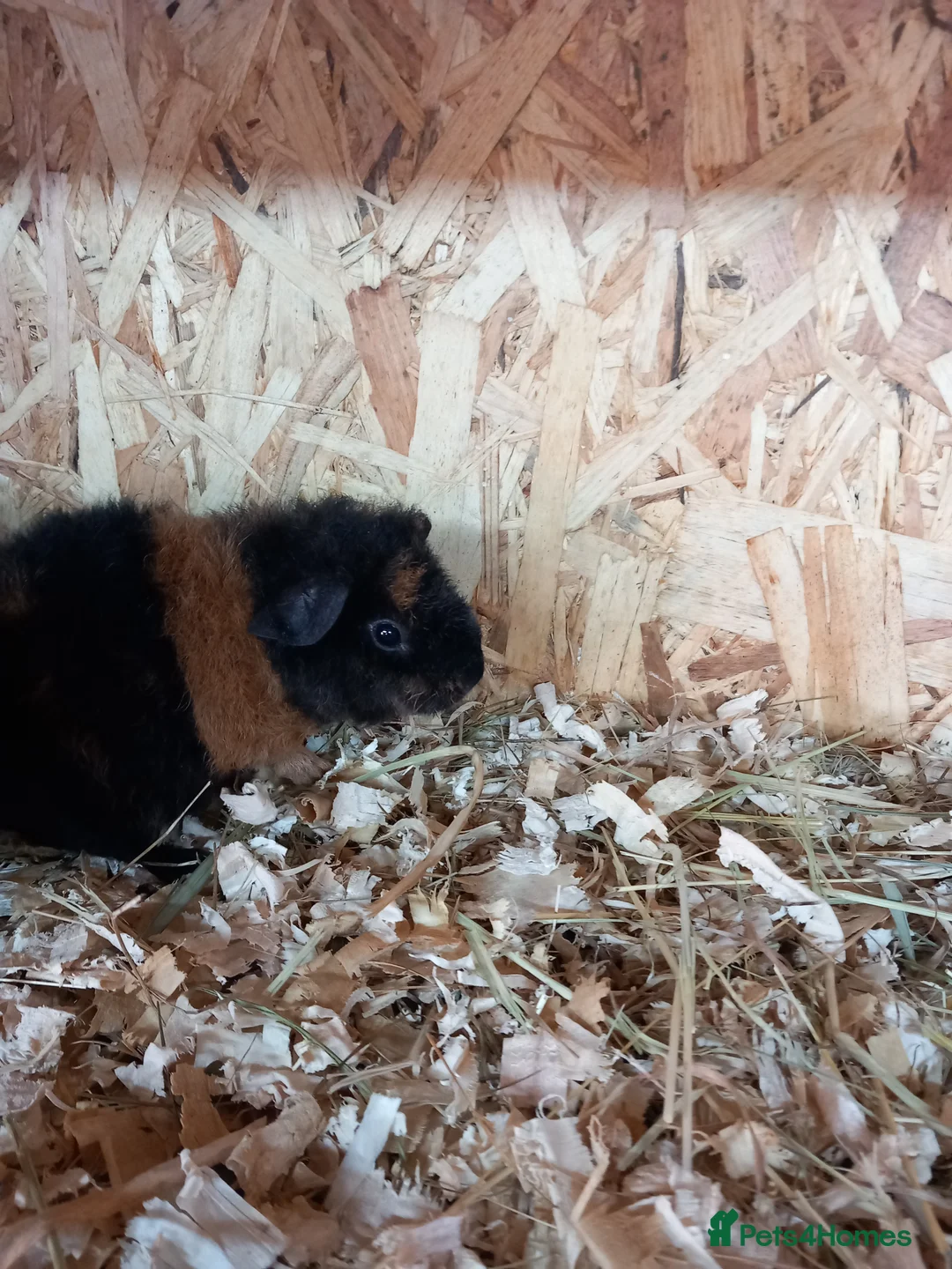 Guinea Pig rodents for sale: Teddy guinea pigs  - Advert 7