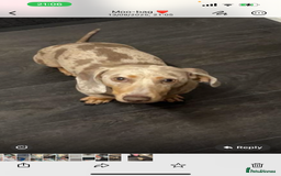 Miniature Dachshund dogs for sale: Miniature dachshund - Image 1