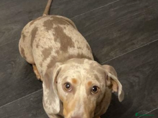 Miniature Dachshund dogs - Advert 1