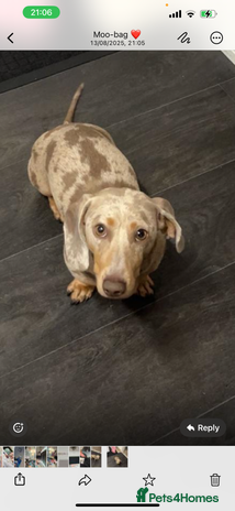 Miniature Dachshund dogs - Advert 1