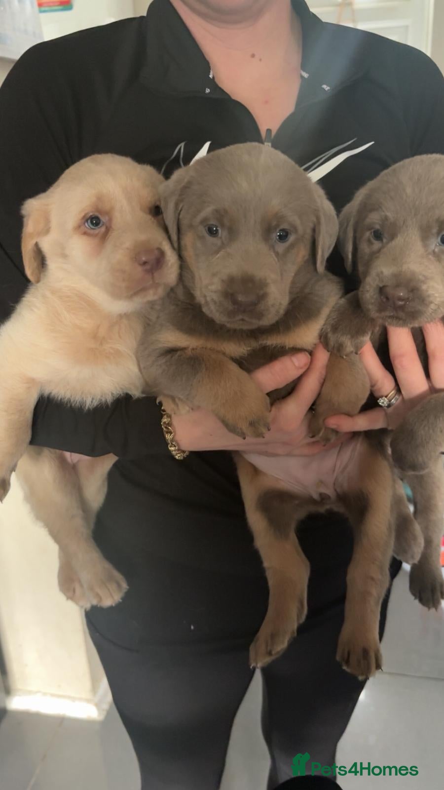 Labrador Retriever dogs Gorgeous girl Labradors ready this weekend  - Advert 1