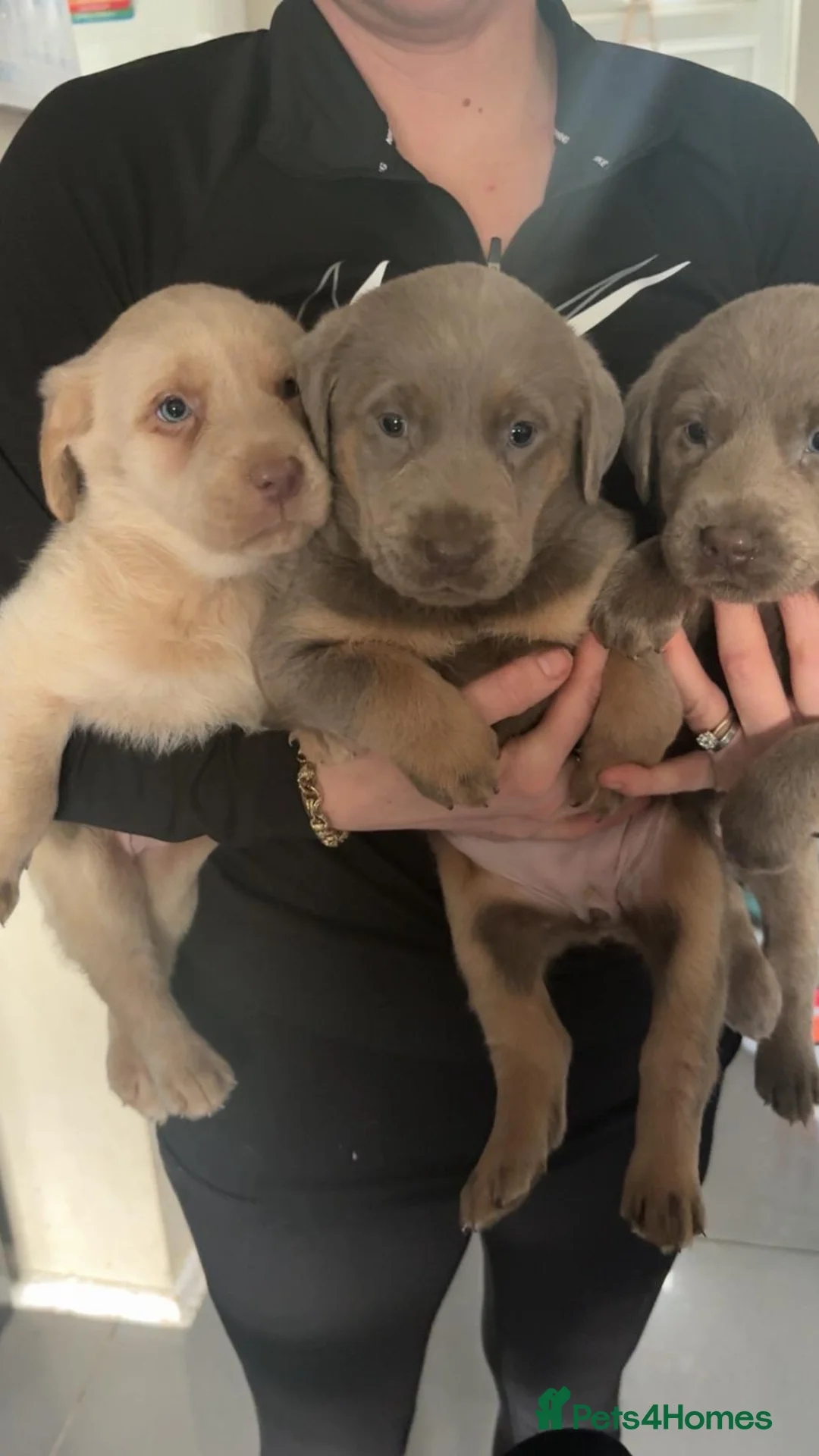 Labrador Retriever dogs for sale: Gorgeous girl Labradors ready this weekend  - Advert 2