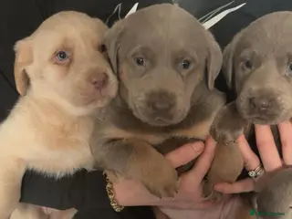 Labrador Retriever dogs Gorgeous girl Labradors ready this weekend - Advert 2