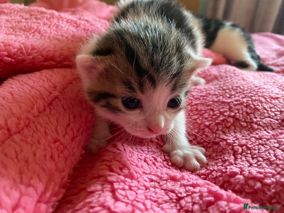 British Shorthair cats for sale: Beautiful baby kittens ready 23rd Dec - Advert 6