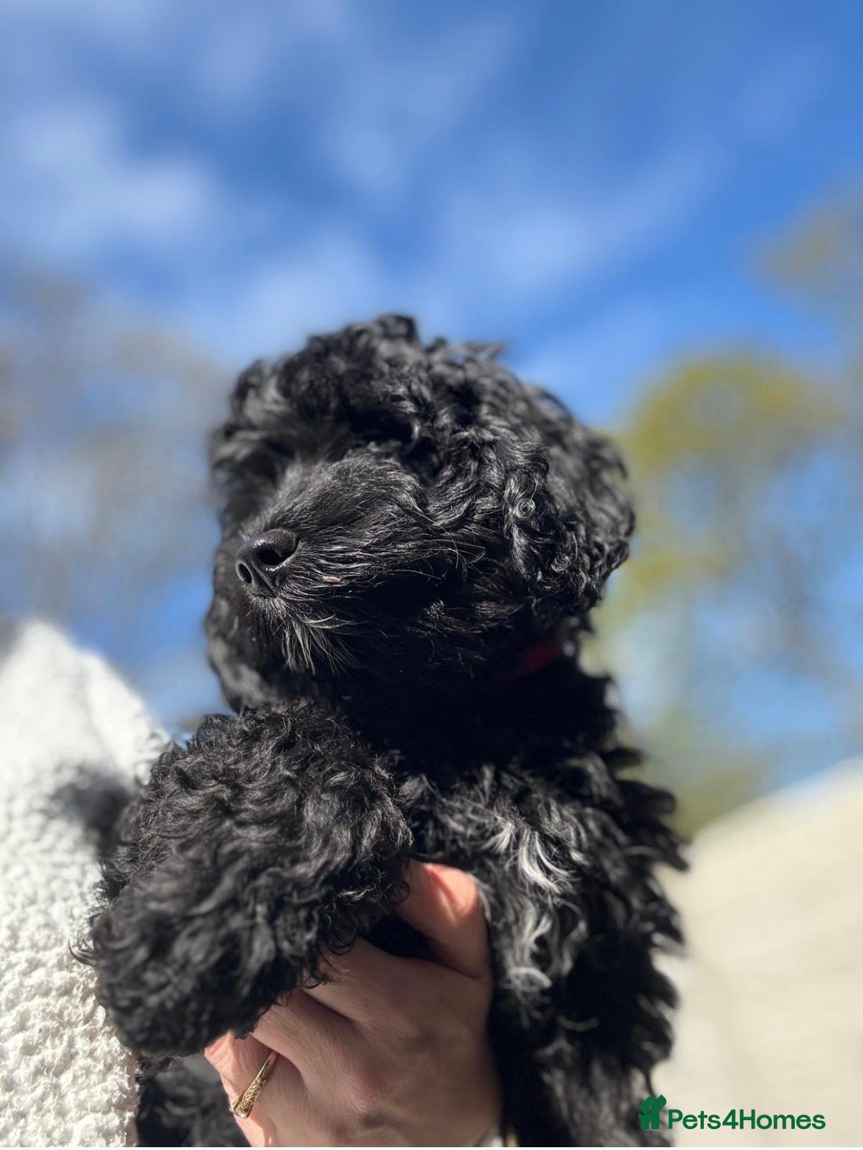 Cavapoo dogs Ready now, health tested F1 Cavapoos  - Advert 1