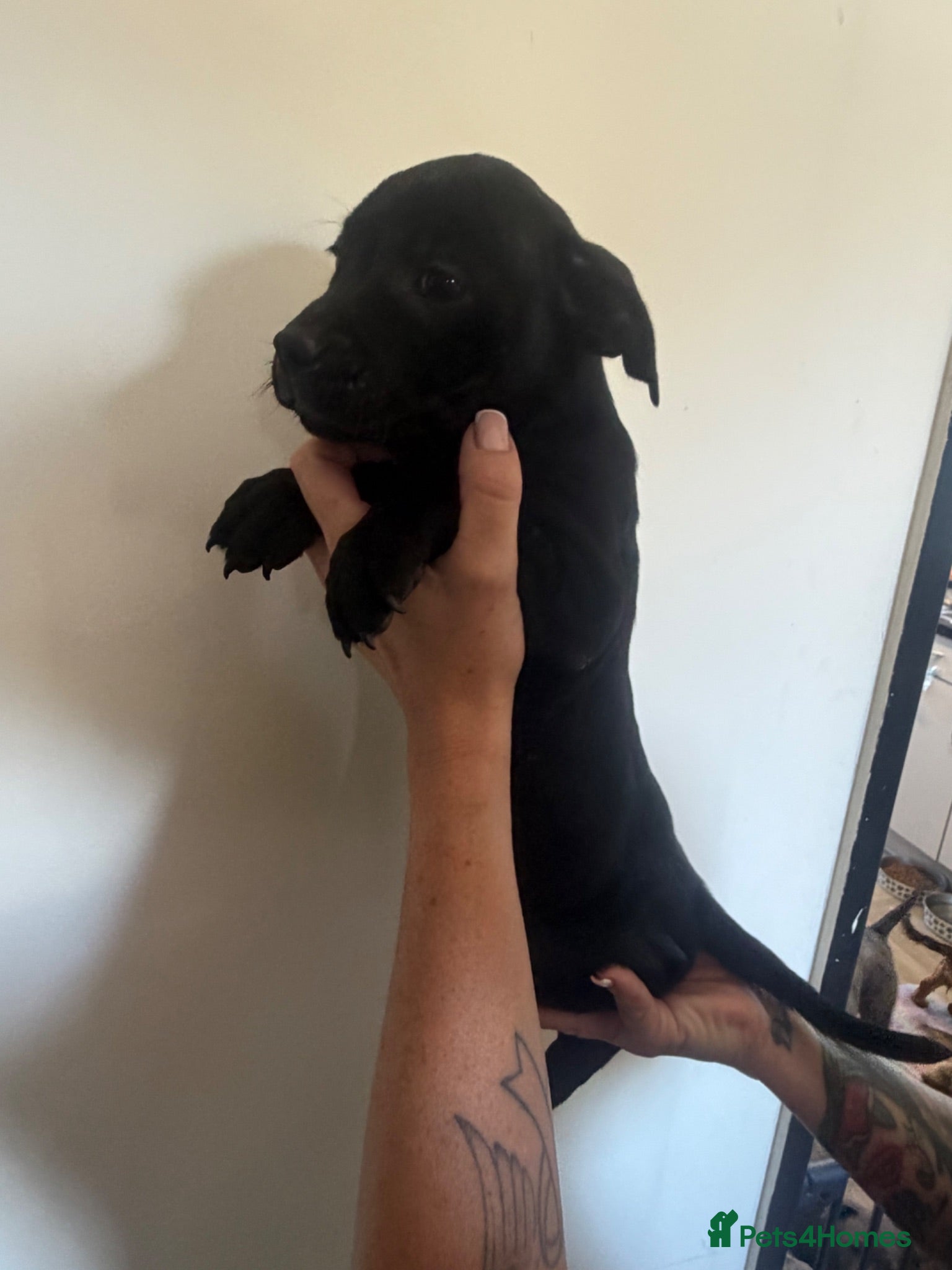 Staffordshire Bull Terrier dogs Two staffy pups ready to leave  - Advert 1