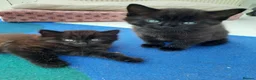 Mixed Breed cats for sale: 3 Adorable Black Kittens looking for Home - Advert 10