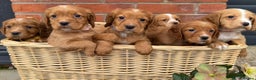 Cocker Spaniel dogs for sale: KC Reg & Health Tested Working Cocker Spaniels - Advert 1