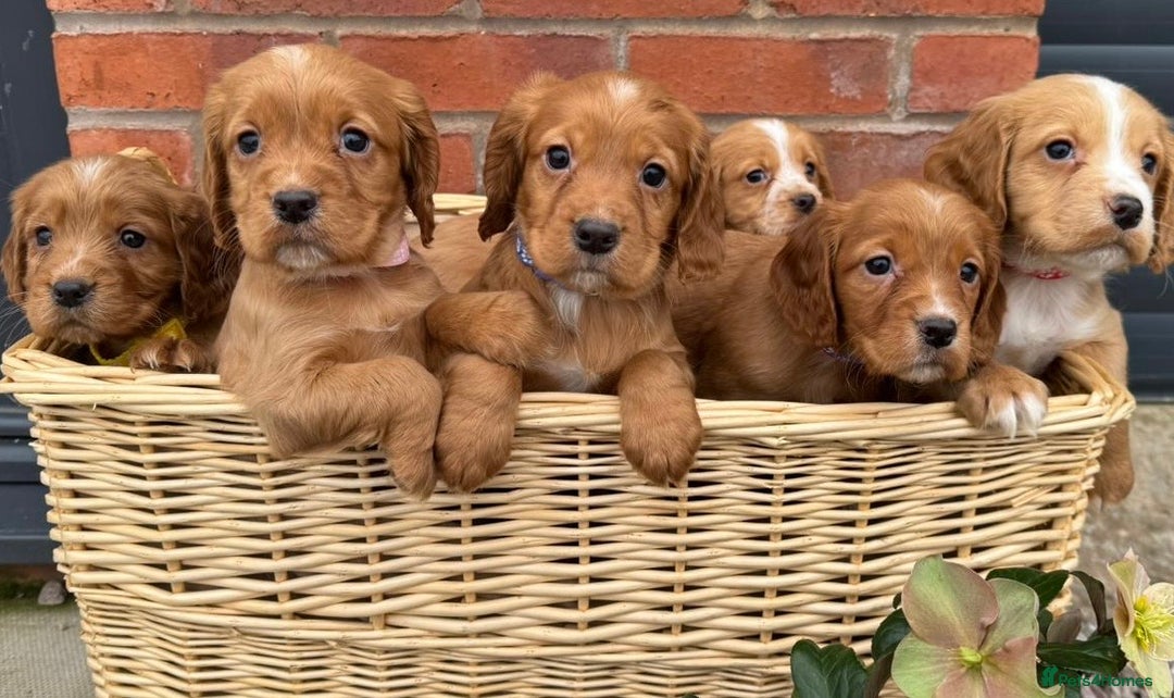 Cocker Spaniel dogs for sale: KC Reg & Health Tested Working Cocker Spaniels - Advert 1