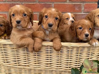 Cocker Spaniel dogs 1 girl left - KC Reg & Health Tstd Working Cockers - Advert 3