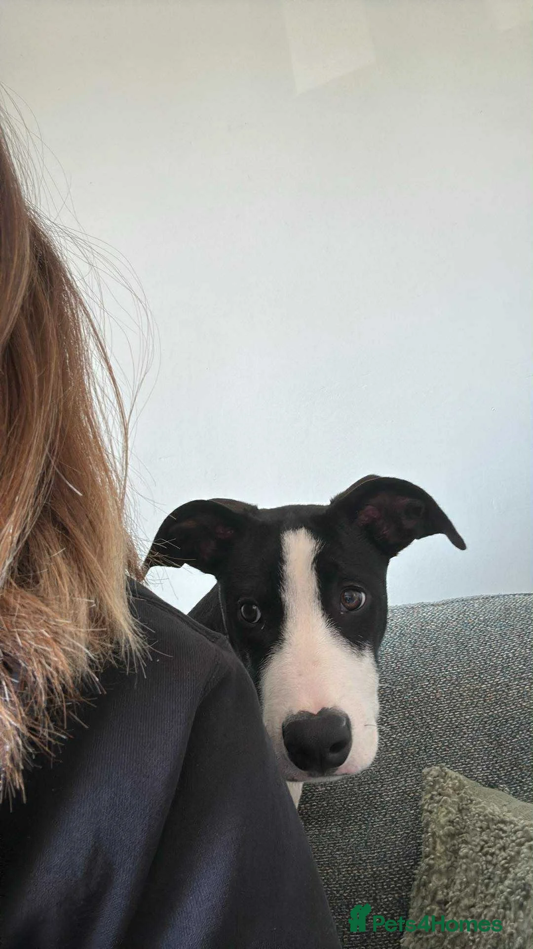 Mixed Breed dogs for sale: Staffy x greyhound Cross Male 13 months  in Alloa - Advert 2