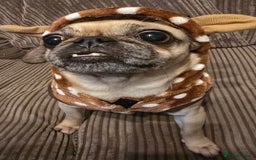 Mixed Breed dogs for sale: Mixed breed puppies. - Image 8