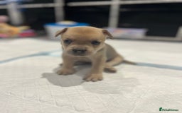Mixed Breed dogs for sale: STUNNING UNIQUE PUPS 💙💗 - Image 8