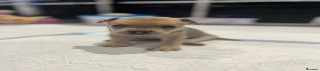 Mixed Breed Puppy 4