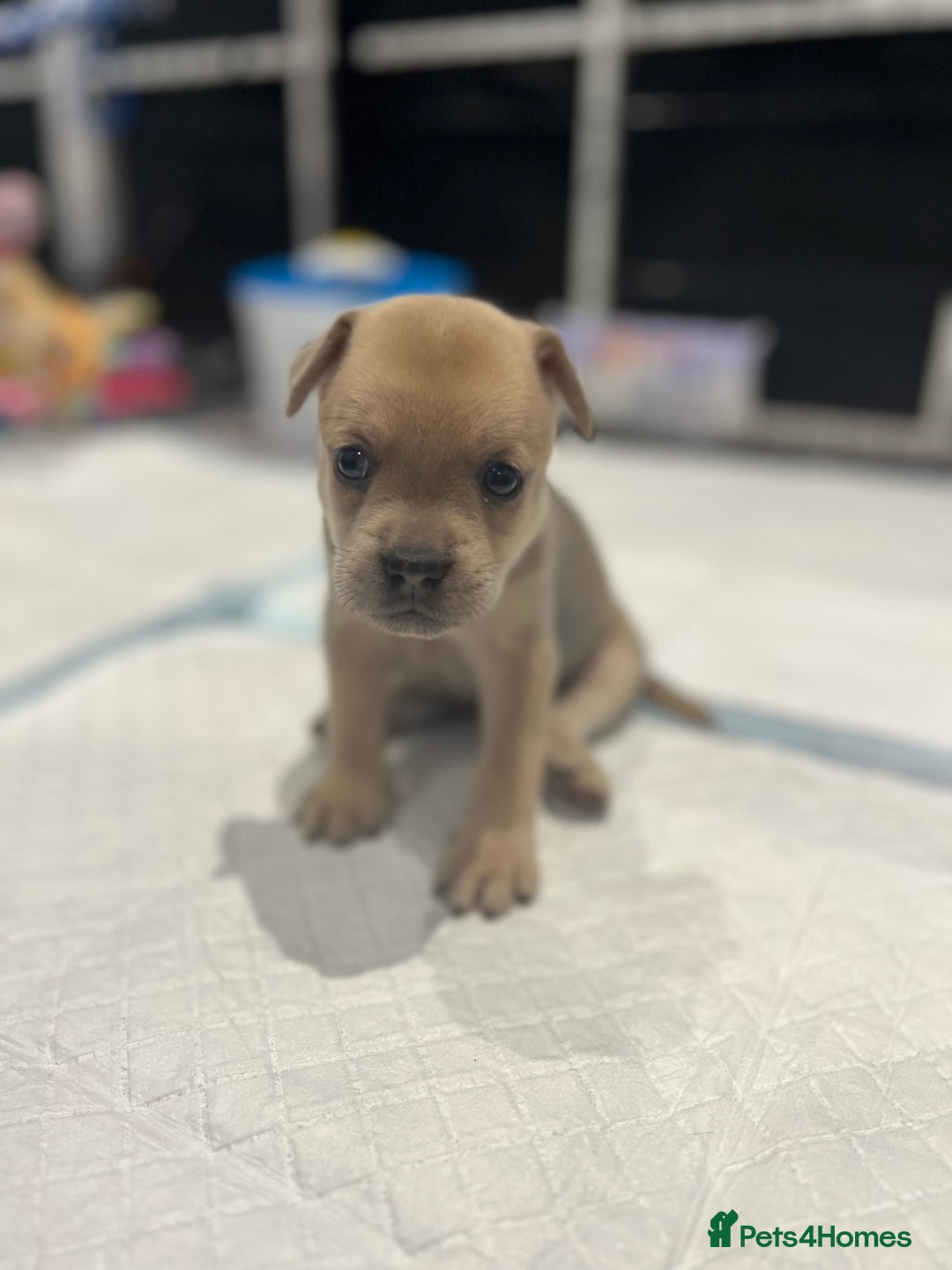 Mixed Breed dogs for sale: STUNNING UNIQUE PUPS 💙💗 - Image 8