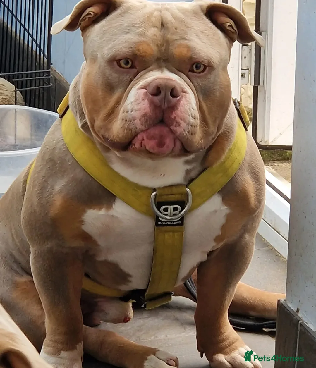 American Bully dogs for stud: American Pocket Bully PROVEN ! in Dartford - Advert 32
