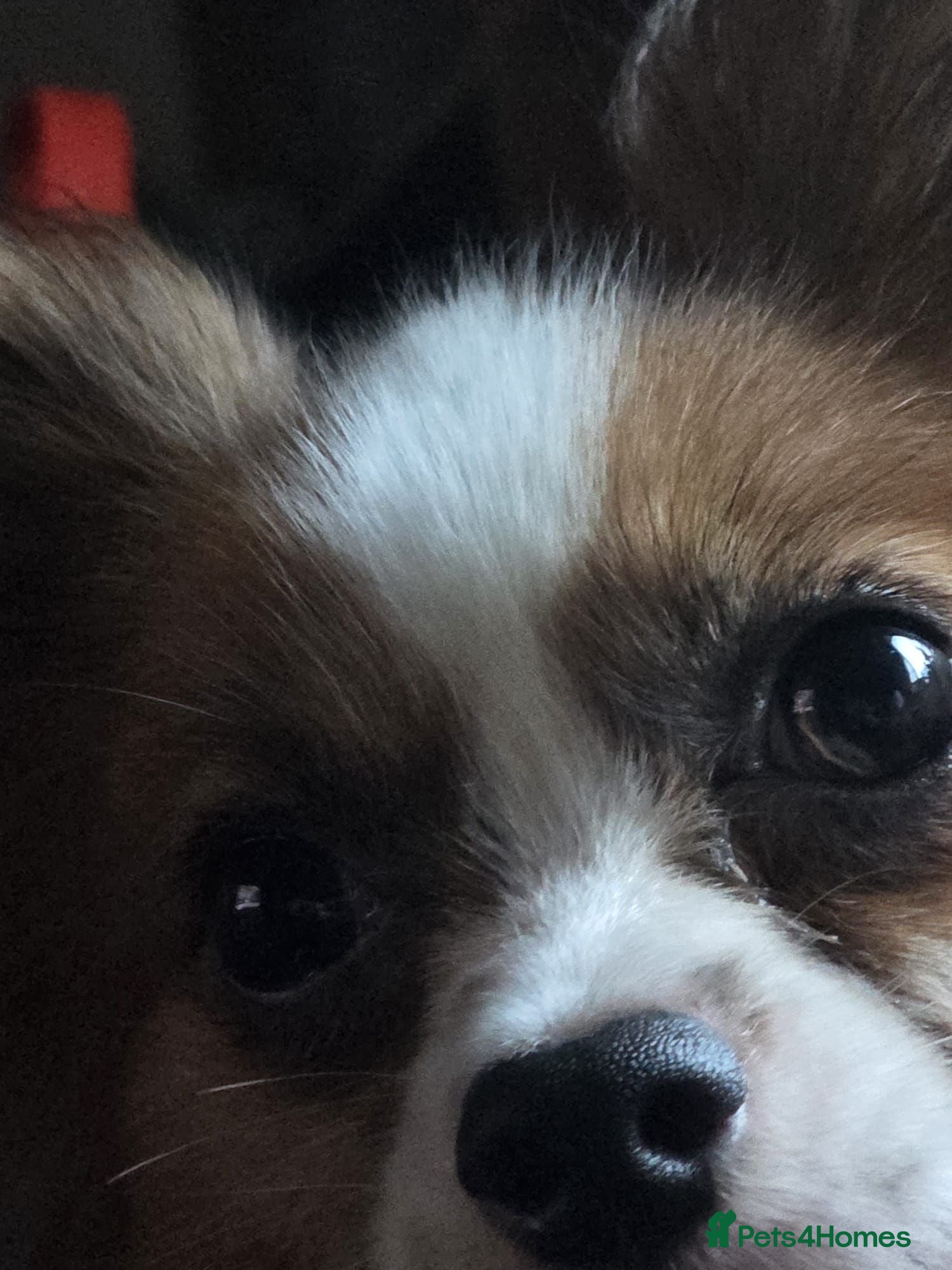 Papillon dogs kc reg proven red sable papillon for stud only - Advert 18