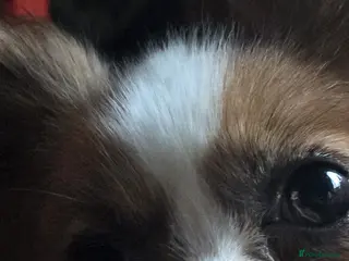 Papillon dogs kc reg proven red sable papillon for stud only - Advert 4