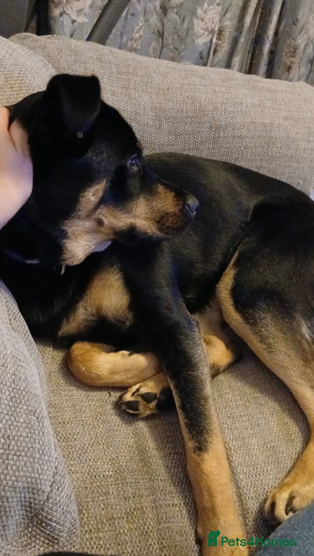 Mixed Breed dogs for sale: Rox looking for new home - Advert 5