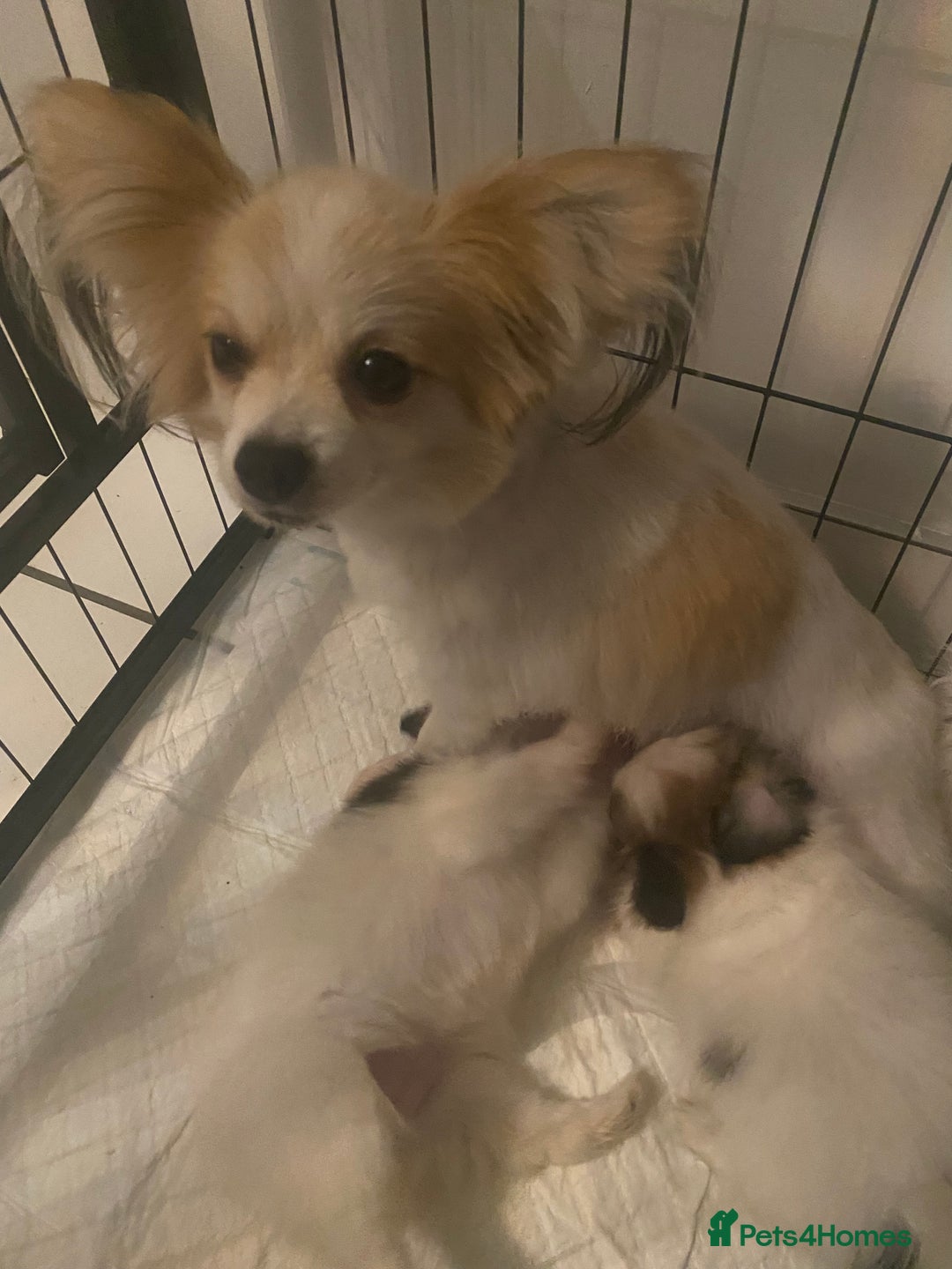 Papillon dogs for sale: Beautiful papillon girls - Advert 11