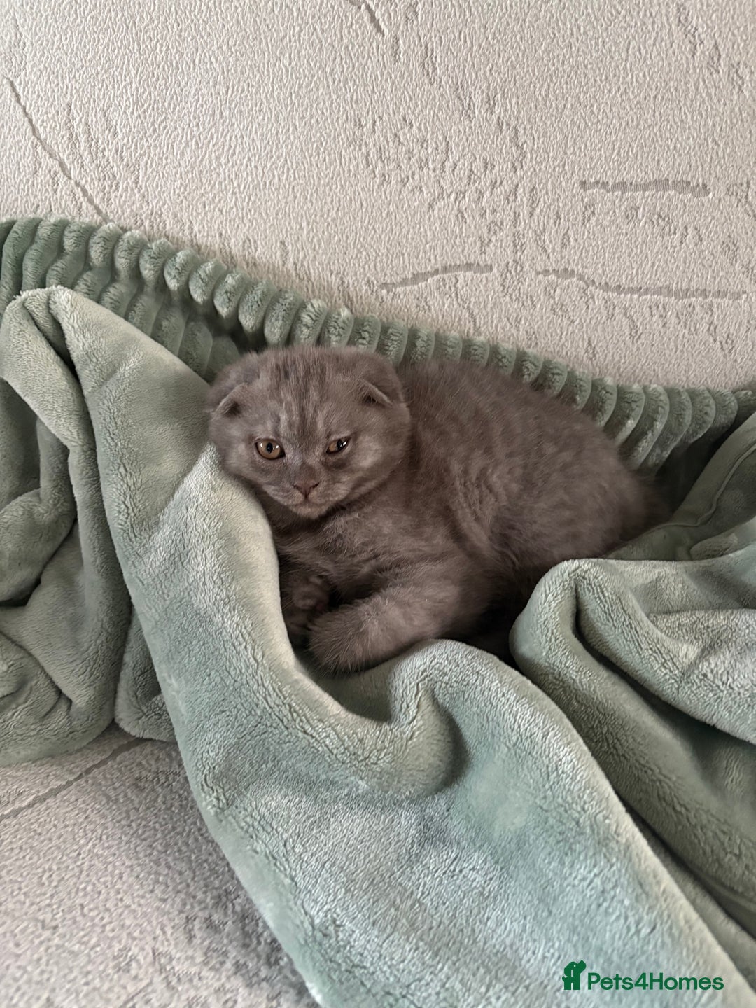 Scottish Fold cats for sale: Scottish Fold kitten - Advert 16