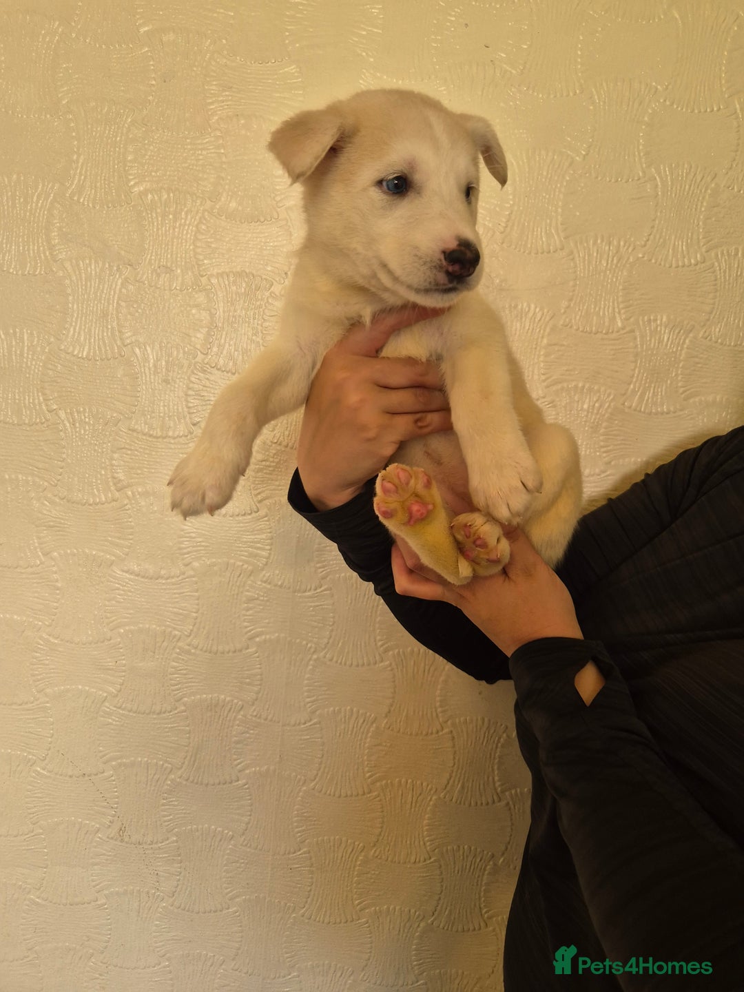 Siberian Husky dogs for sale: Beautiful Husky Looking for Their Forever Homes - Advert 19