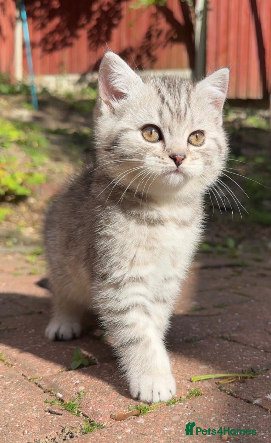 British Shorthair cats Blue silver tipped babies *Reserve Now* - Advert 2