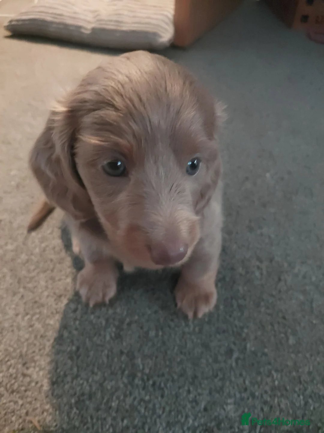 Miniature Dachshund dogs for sale: Isabella/tan rare miniature long haired daschund  - Advert 13