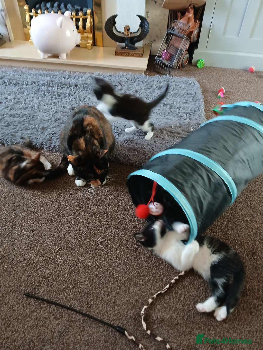 Mixed Breed cats for sale: 2 boys  - Advert 2