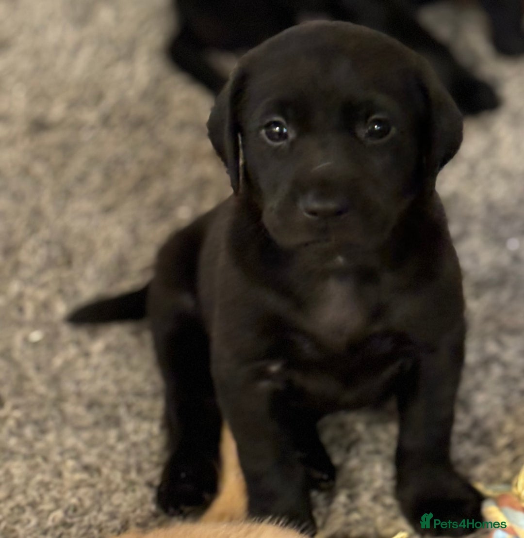 Labrador Retriever dogs for sale: Ready to leave now!! 2 Beautiful golden girls left - Advert 4