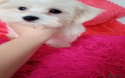 Maltese dogs for sale: Maltese puppies 2 girls and boy in Crewe - Image 4