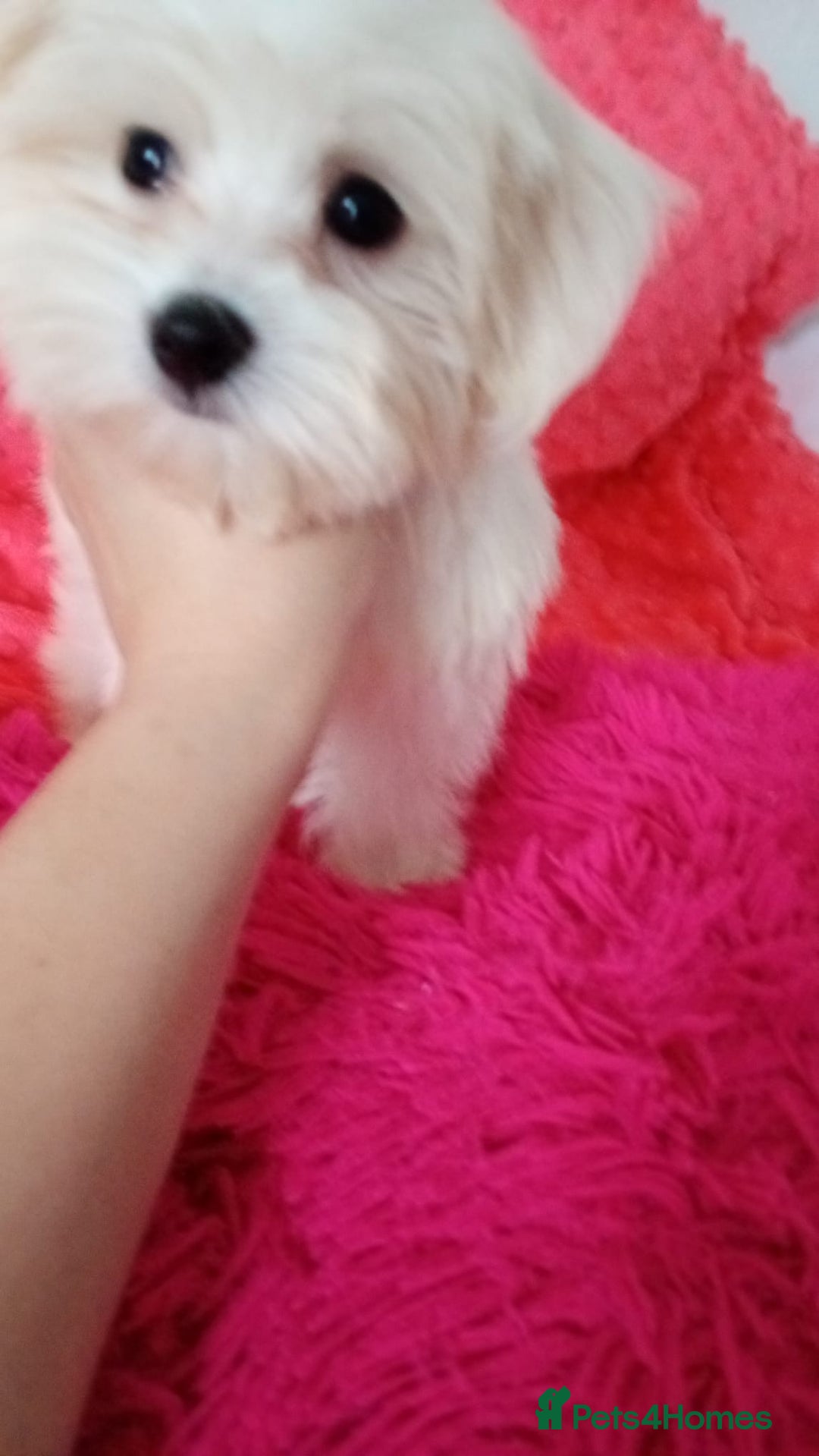 Maltese dogs for sale: Maltese puppies 2 girls and boy in Crewe - Image 4