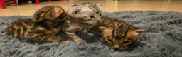 Bengal cats for sale: Full pedigree babies - Advert 13