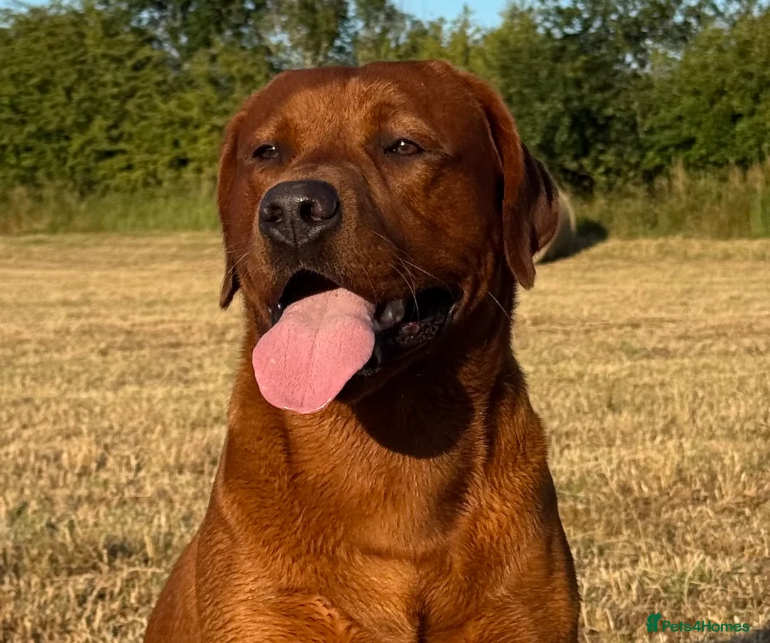 Labrador Retriever dogs for stud: Perfect 0/0 Hips & Elbows Dark Fox Red Labrador ⭐️ - Advert 4