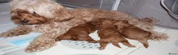 Maltipoo dogs for sale: 🐶 Stunning Brown/Red F1B Maltipoo Puppies ❤️ in Luton - Advert 36