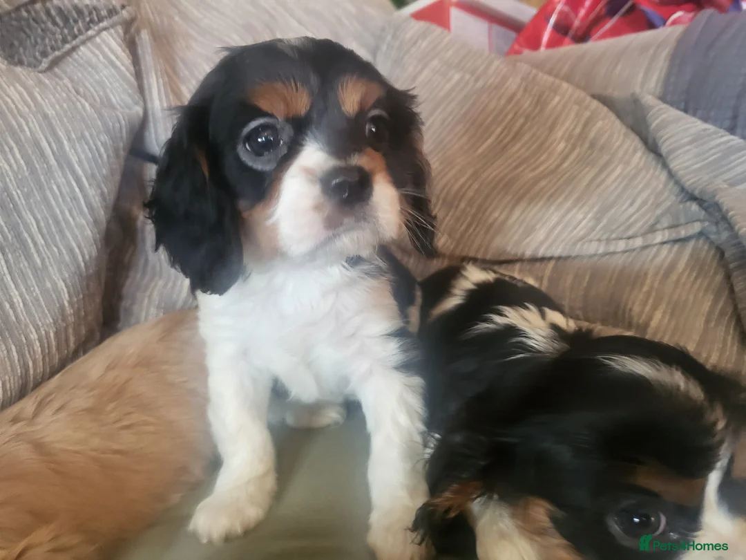 Cavalier King Charles Spaniel dogs for sale: Cavalier king charles spaniel puppys  - Advert 8