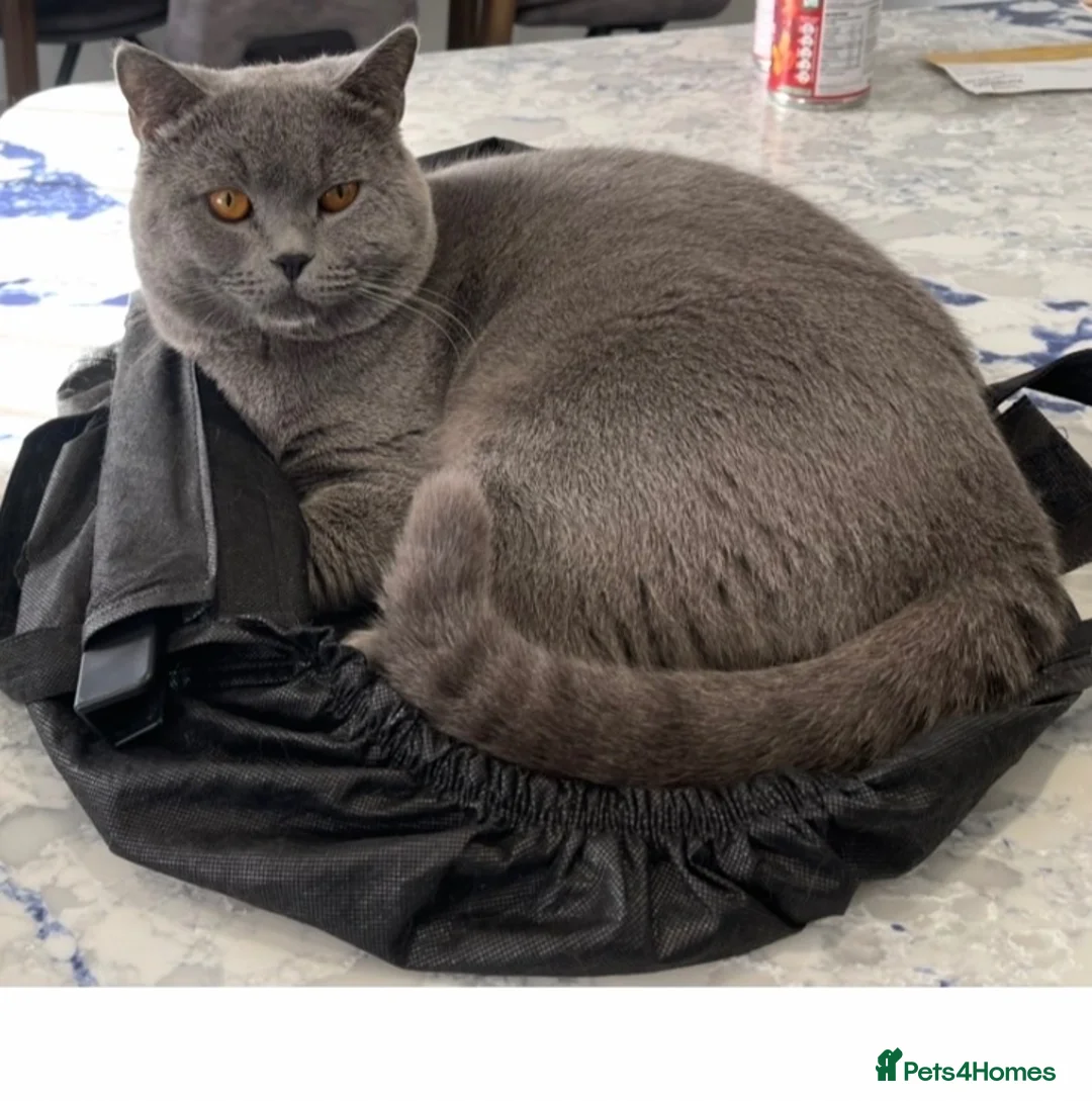 British Shorthair cats for sale: 4 British Blue Shorthaired male kittens for sale  in Cottingham - Advert 7