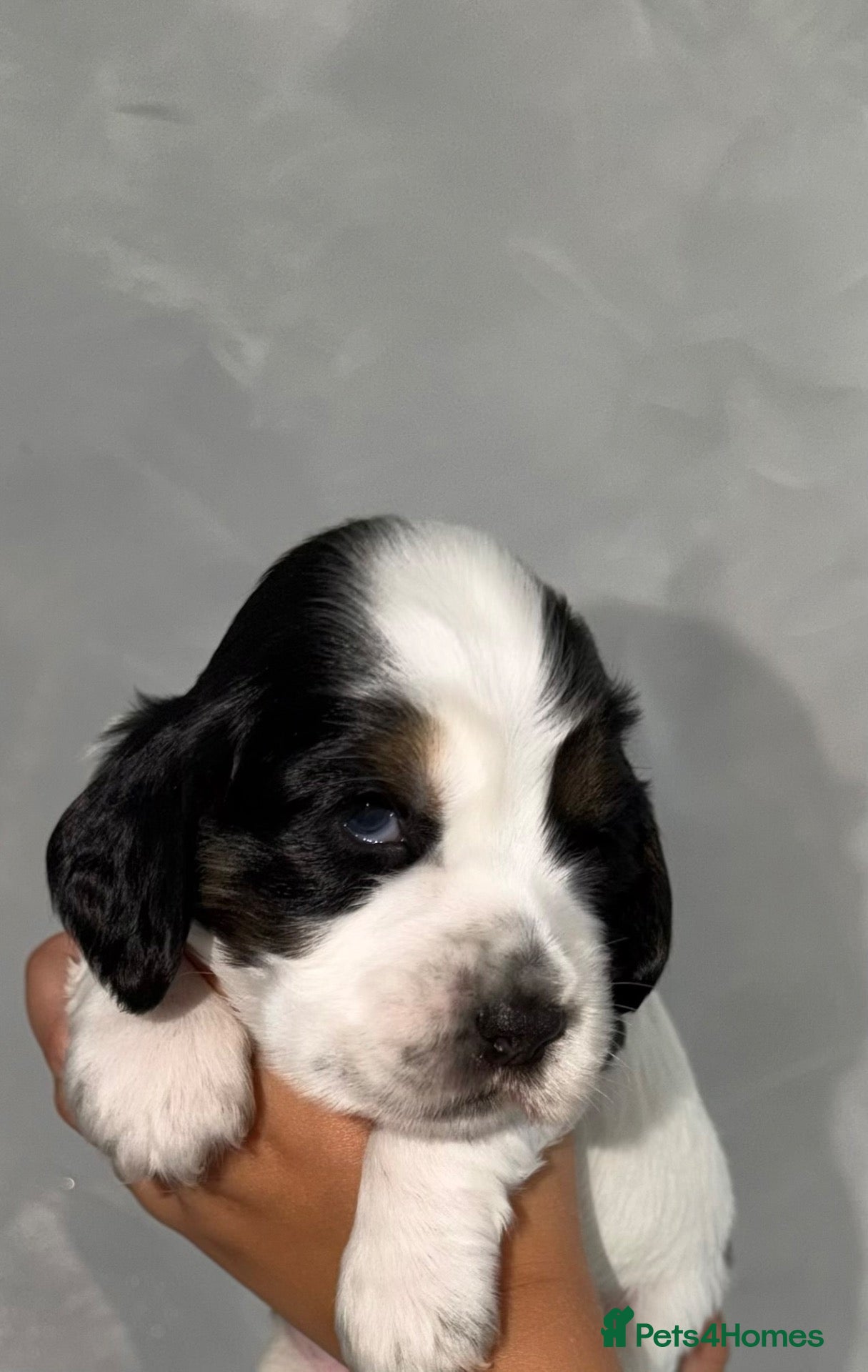 Cocker Spaniel dogs 🐾Six Beautiful KC Show Cocker Spaniels Puppies 🐾 - Advert 1