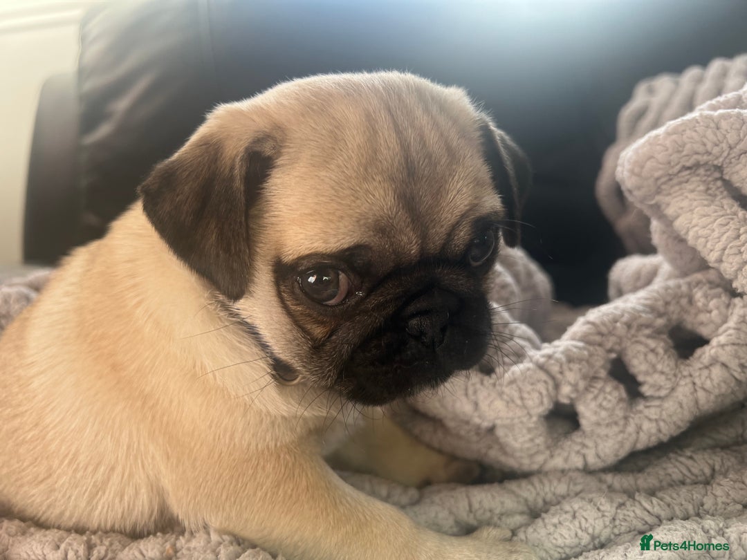 Pug dogs for sale: 1 pug (shug) who was reserved has became available - Image 16