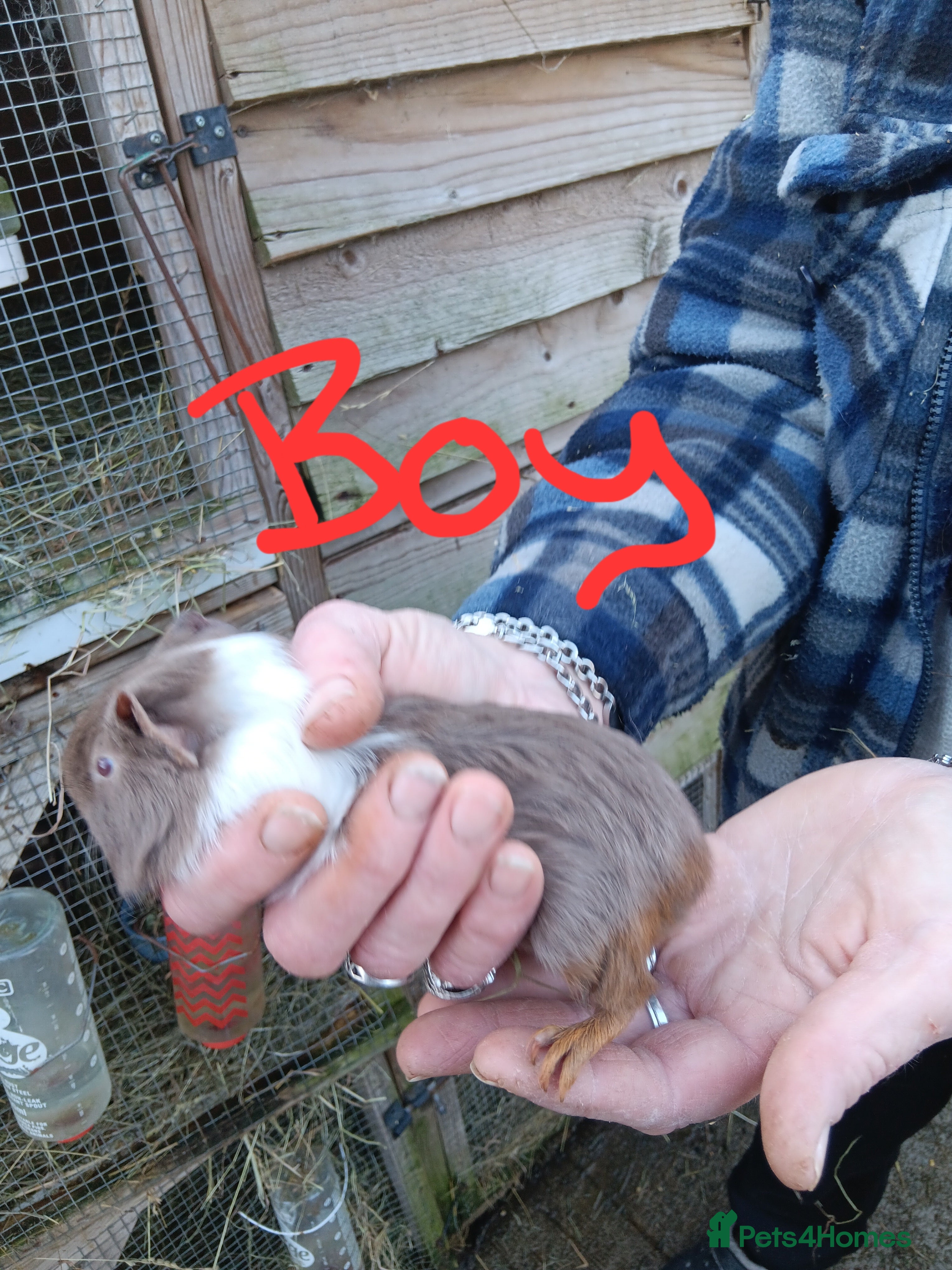 Guinea Pig rodents Guinea pigs  - Advert 1