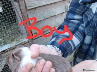 Guinea Pig rodents Guinea pigs - Advert 1