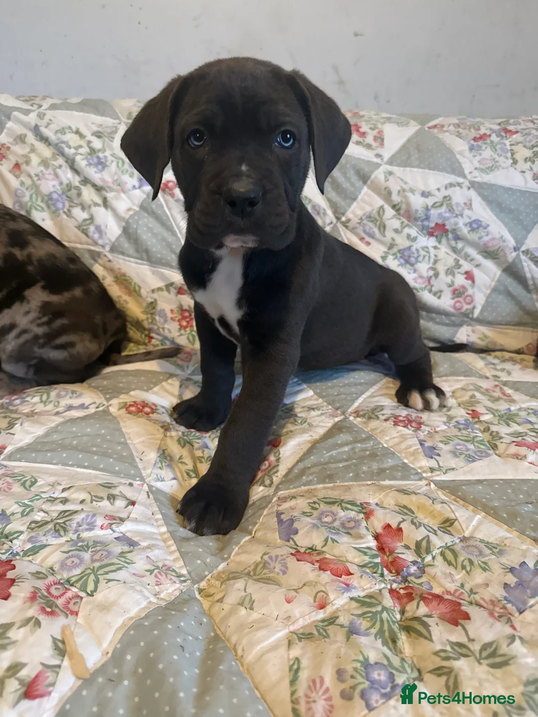 Mixed Breed dogs for sale: Cane Corso  ** tiff - Advert 8