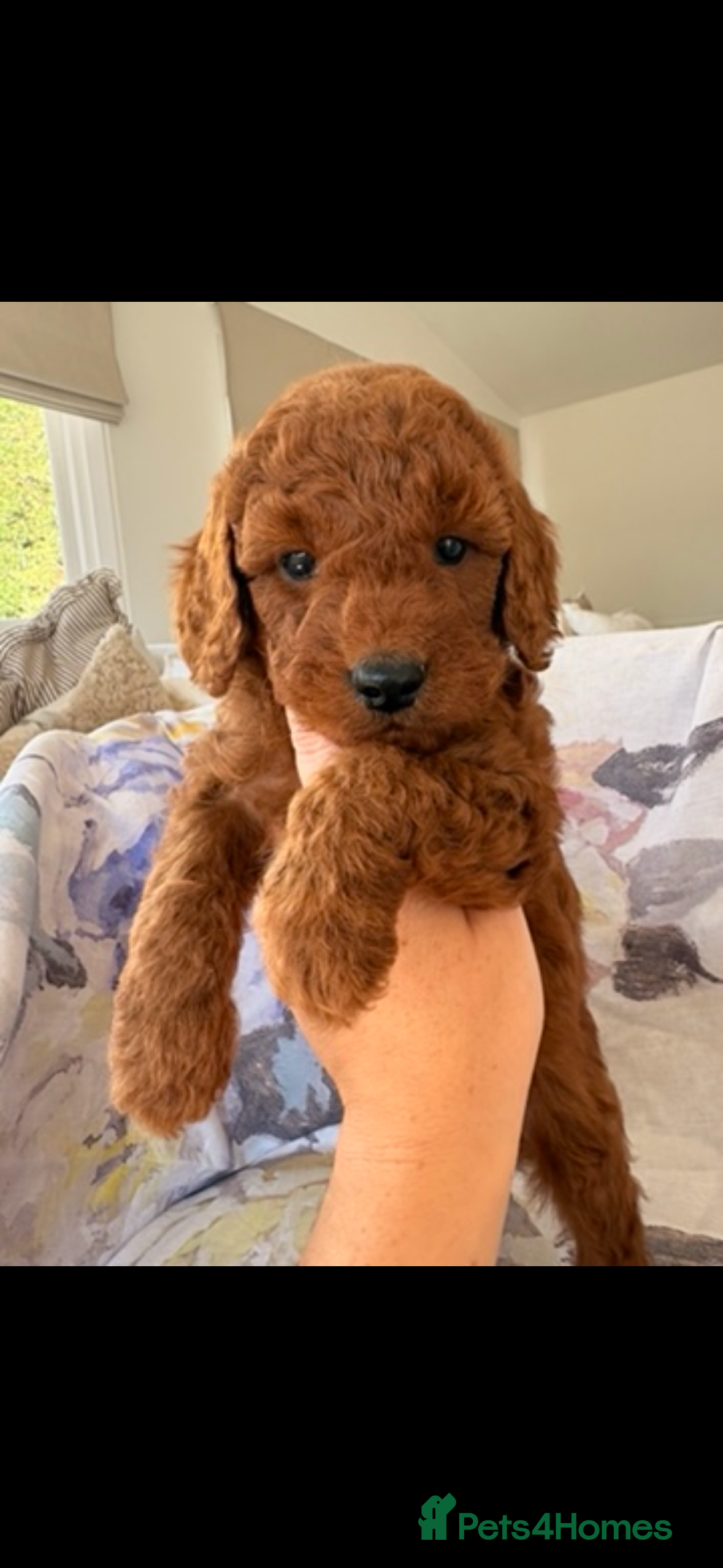 Labradoodle dogs LICENSED BREEDER F2b miniature labradoodles - Advert 2
