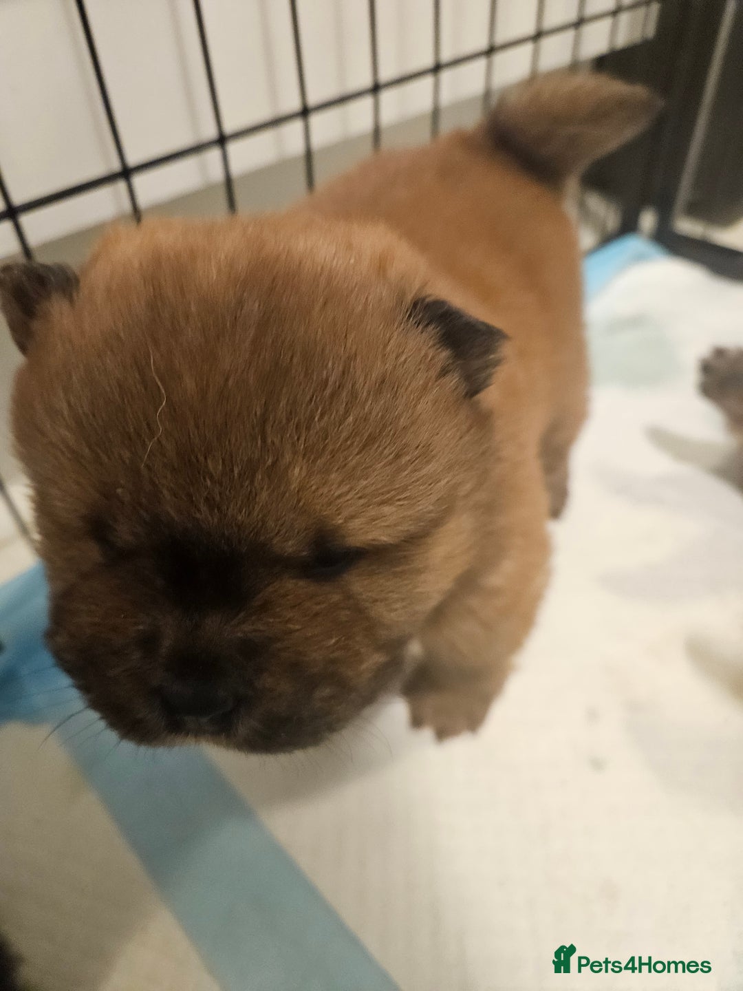 Chow Chow dogs for sale: Chow chow puppies - Advert 9