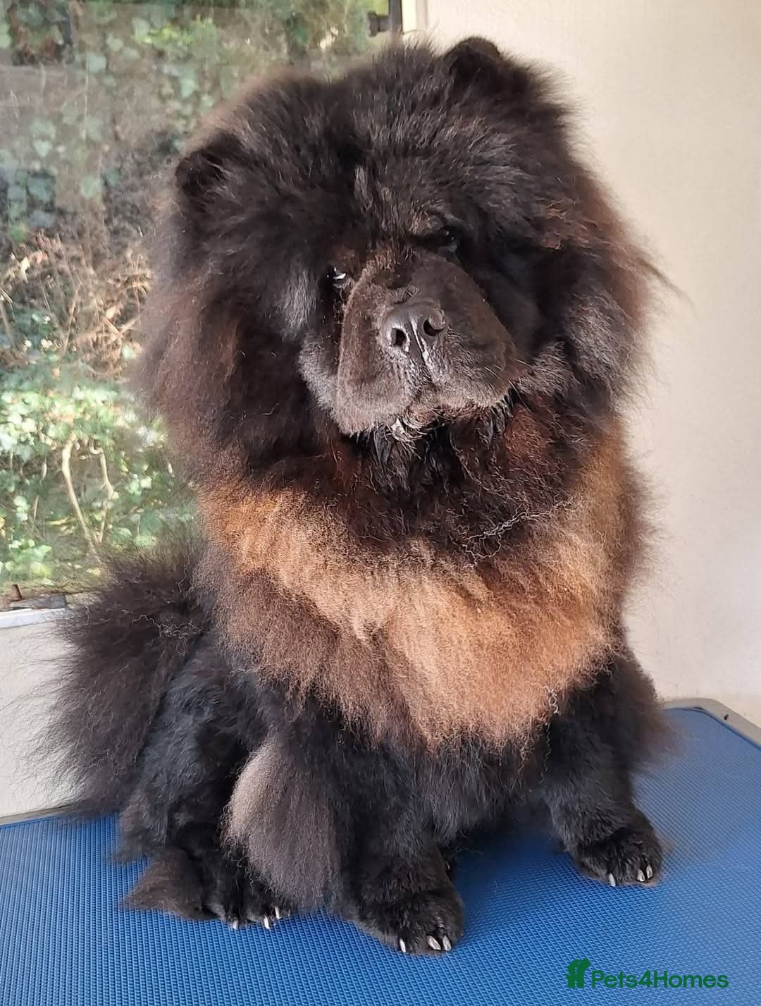 Chow Chow dogs for sale: Rehome - Image 1