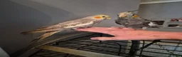 Cockatiels birds for sale: Hand reared super tame baby cockatiels - Advert 4