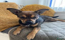 Mixed Breed dogs for sale: Jackchi - Image 1