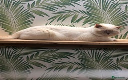 British Shorthair cats for stud: Zeus-Cream of the crop! GCCF/TICA reg  - Image 14