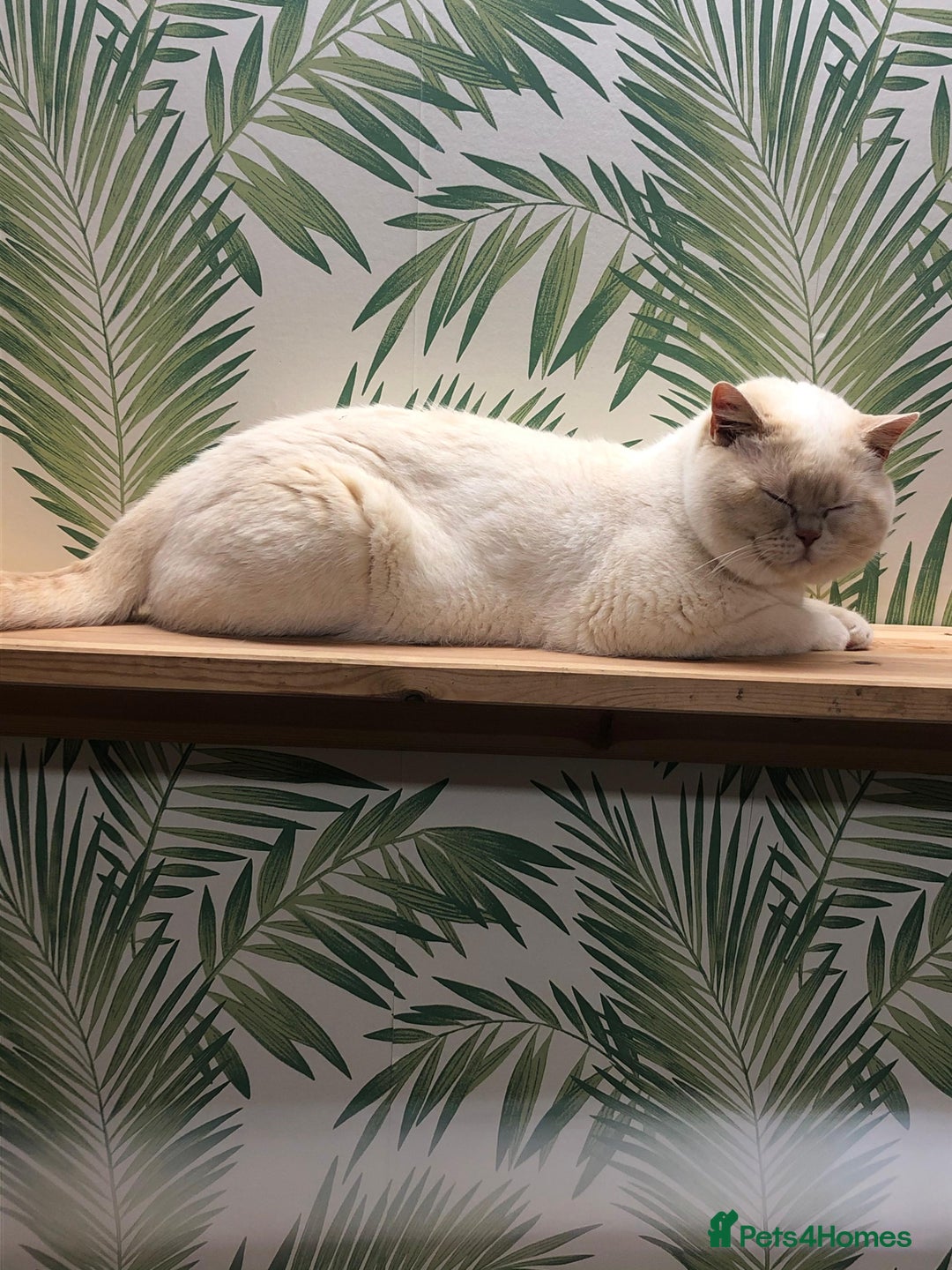 British Shorthair cats for stud: Zeus-Cream of the crop! GCCF/TICA reg  - Image 14